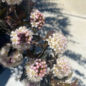 Meet your Posher, Kiesha 🥰💫